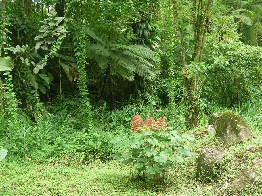 Ti' Papaye Anse A L'Ane Appartement Les Trois-Ilets Buitenkant foto